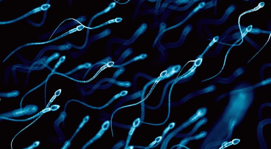 sperm donation banner